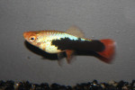 Platy Papegaai Tuxedo